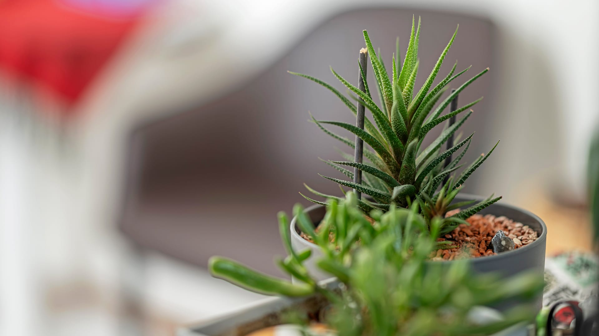 standorte-clienia-frauenfeld-psychiatriezentrum-alterstagesklinik-7